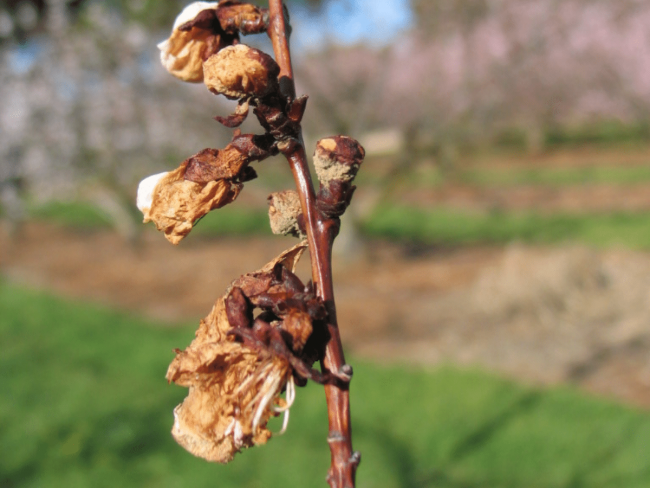 Fruits à noyau, développement d'un système bio en Occitanie - FAN de BiO