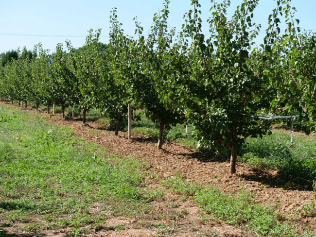 Maîtrise des intrants et des résidus phytosanitaires pour des vergers d’abricotiers durables - MIRAD