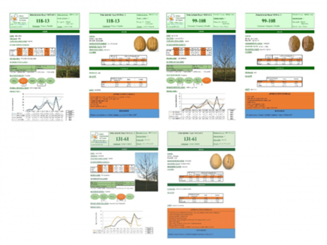 Évaluation de nouvelles variétés de noix