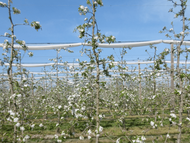 Optimisation de la pulvérisation en arboriculture fruitière - PulvArbo