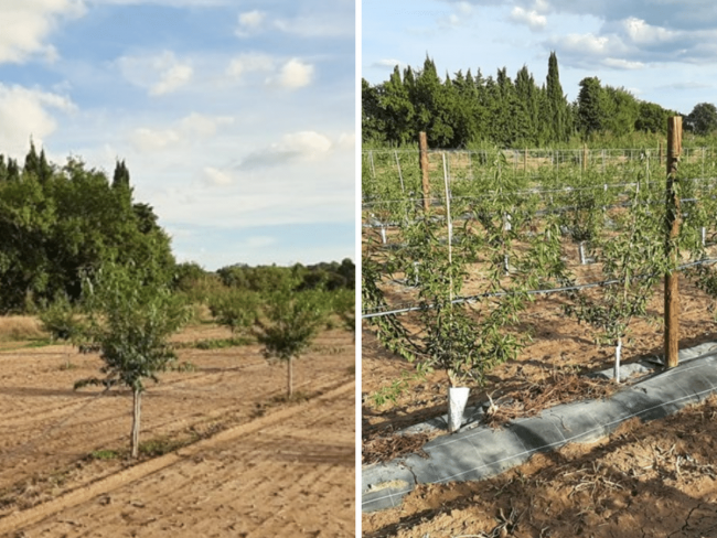 Re-conception du verger d’amandiers pour une transition vers l’agroécologie