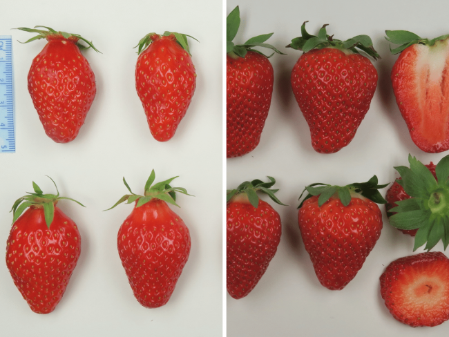 Évaluation variétale de fraise en culture hors-sol selon deux itinéraires (chauffé et à froid)