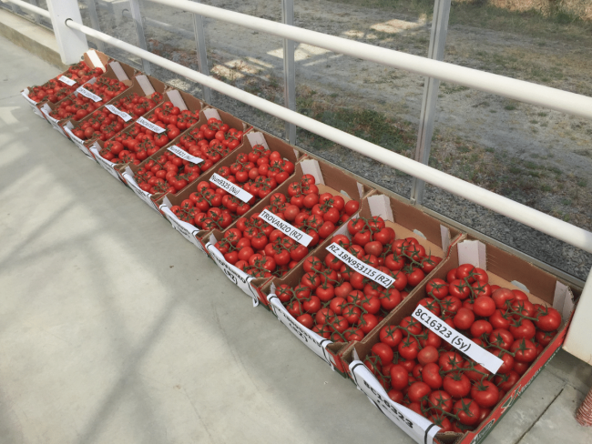 Recherche de matériel végétal tomate adapté aux conduites économes en énergie