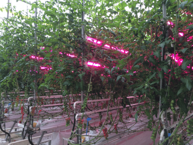 Éclairage photosynthétique à base de LED en culture de tomate