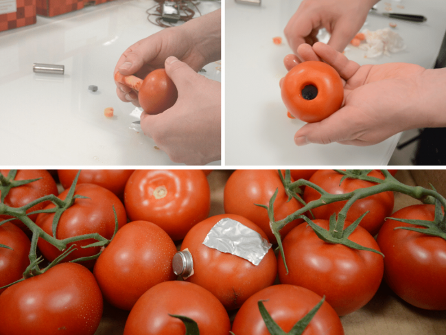 Impact du froid sur la tomate au cours du circuit logistique - FreshQualiTom