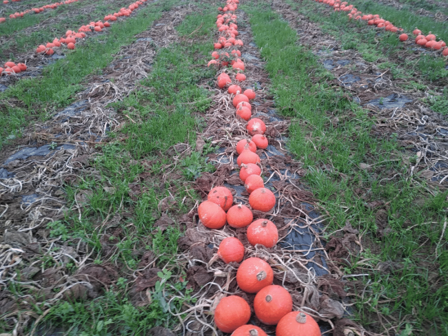 Protection des cultures en légumes de plein champ AB