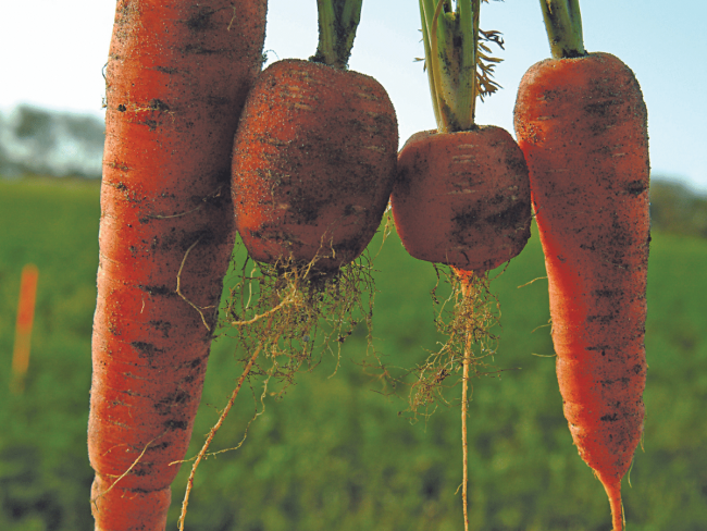 Recherche de solutions alternatives aux fumigants pour lutter contre Heterodera carotae