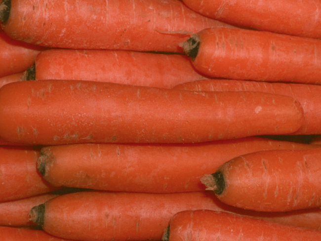 Stockage  des carottes en chambre froide