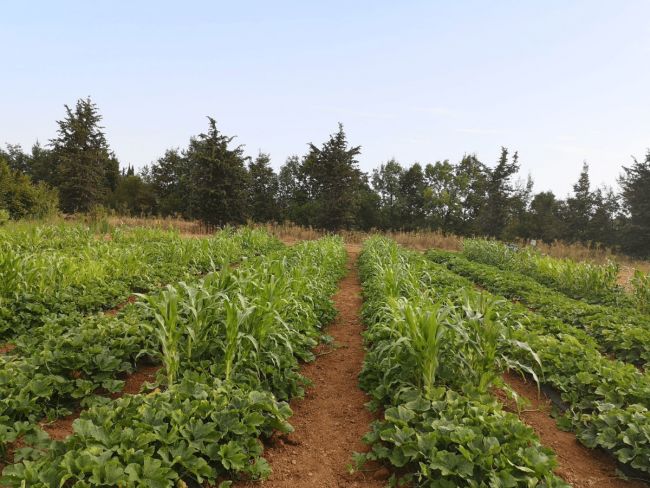 Microfermes maraîchères en agriculture biologique - MMBio