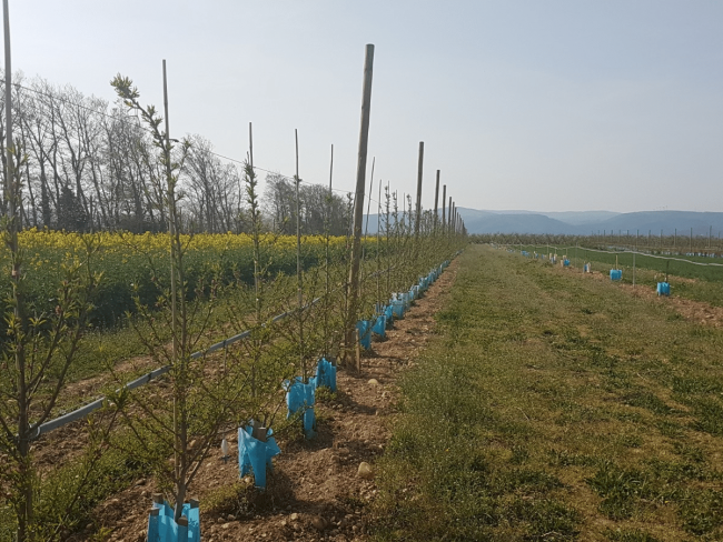 Des vergers agroforestiers fruitiers résilients face au changement climatique - Arbriss'eau