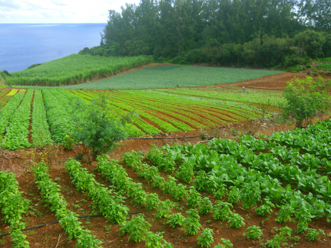 Fruits et légumes en agroforesterie