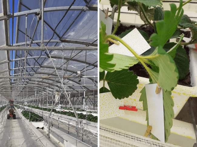 Adapter la dose de produit appliqué à la végétation en cultures légumières hautes sous abri
