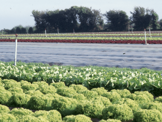 Etude de pratiques fertilisantes sur salade en agriculture biologique - FERTISOL