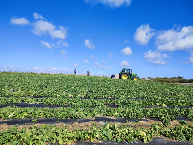 PISTIL- Un accompagnement des producteurs de melon en milieu tropical 