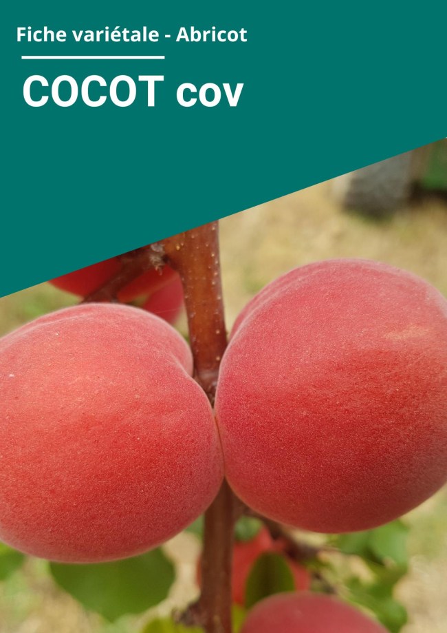 Fiche variétale Abricot - COCOT cov Fiche variétale Abricot - COCOT cov