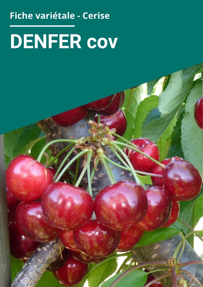 Fiche variétale Cerise - Denfer (cov) Fiche variétale Cerise - Denfer (cov)