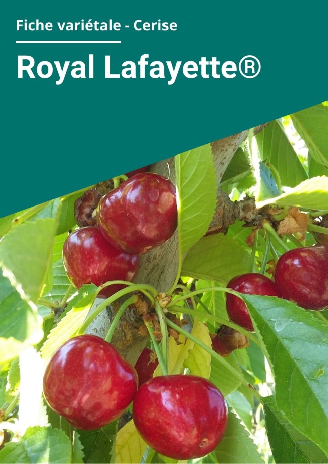 Fiche variétale Cerise - Royal Lafayette® Fiche variétale Cerise - Royal Lafayette®