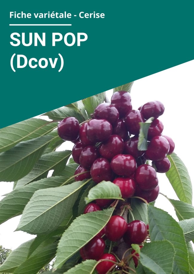 Fiche variétale Cerise - Sun Pop (Dcov) Fiche variétale Cerise - Sun Pop (Dcov)