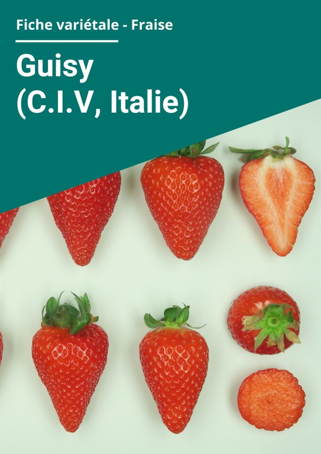 Fiche variétale Fraise - Guisy (C.I.V, Italie) – Hors sol chauffé Fiche variétale Fraise - Guisy (C.I.V, Italie) – Hors sol chauffé