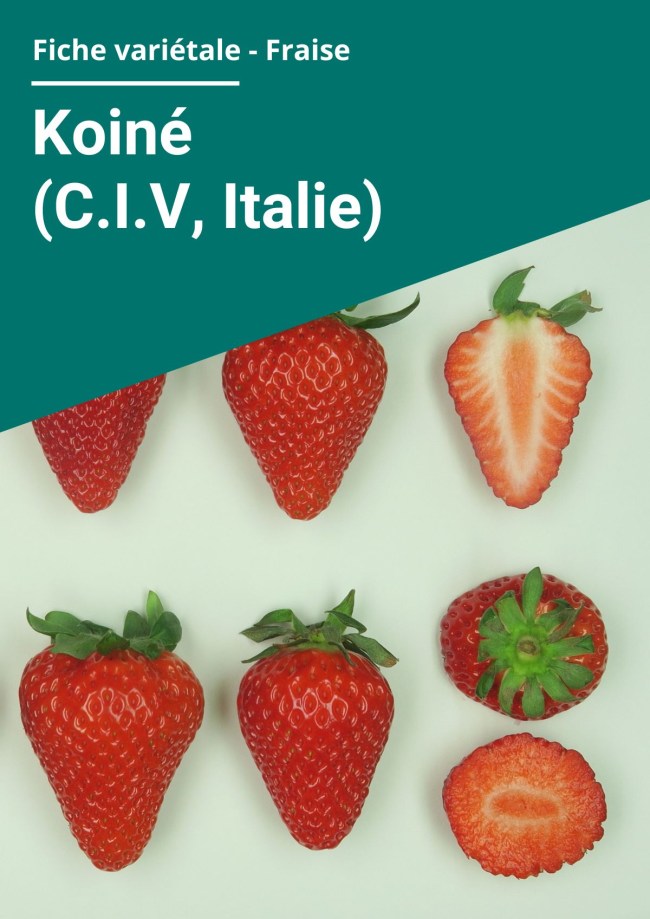 Fiche variétale Fraise - Koiné (C.I.V, Italie) – Hors sol chauffé Fiche variétale Fraise - Koiné (C.I.V, Italie) – Hors sol chauffé