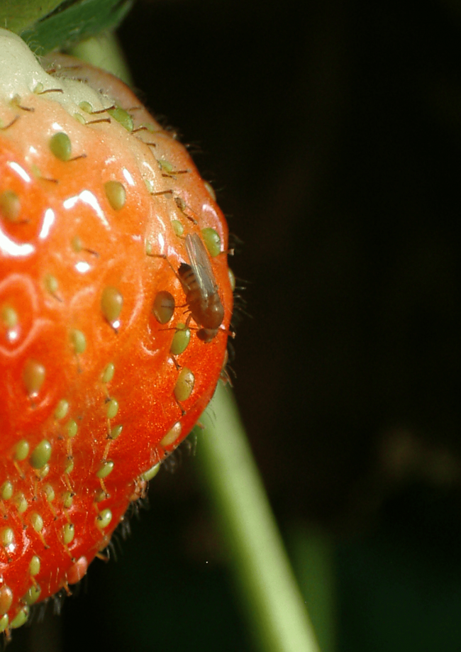 Protection phytosanitaire des petits fruits rouges contre Drosophila suzukii - 2018 : framboise, cassis, groseille, mûre, myrtille - Eléments techniques à prendre en considération