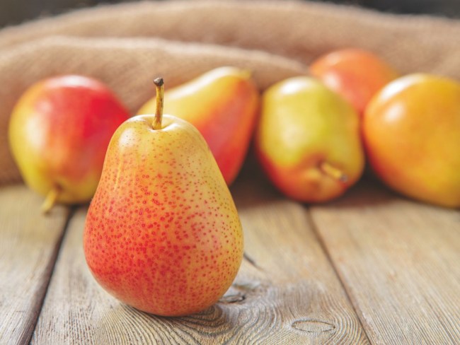 POIRE COCO - Caractérisation sensorielle de nouvelles variétés de poires