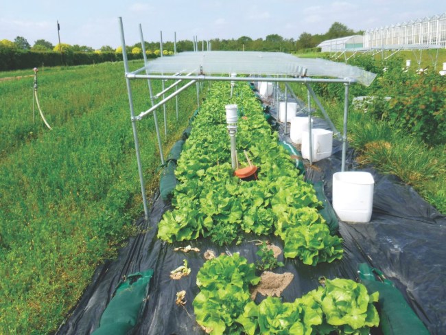 CLIMATVEG - Impact de la microflore du sol sur la résilience des plantes aux changements climatiques