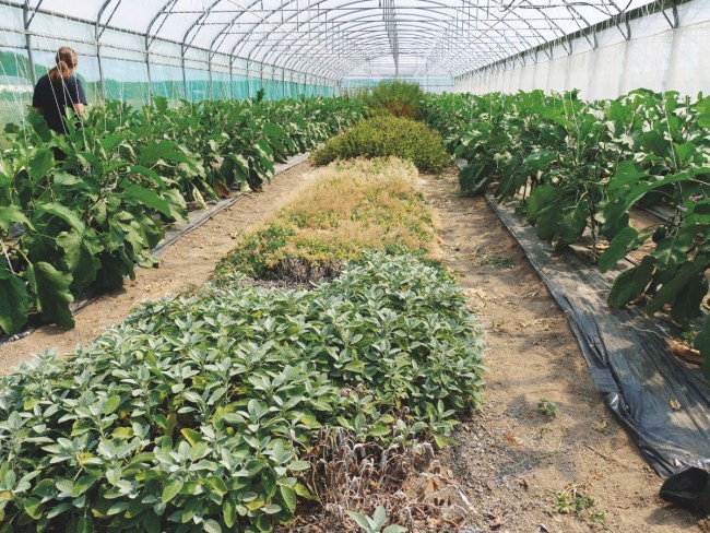 COSYNUS - Conception de systèmes agroécologiques sous abri froid