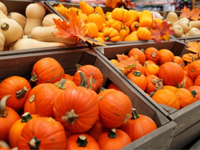 Intérêt de la thermothérapie pour le prolongement de la durée de conservation du potimaron