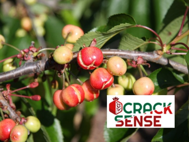 Surveillance et prédiction en temps réel et haut débit de l'éclatement des fruits - CRACKSENSE