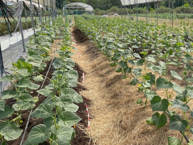 AH-MPC : Alternatives aux Herbicides en Maraichage de Plein Champs