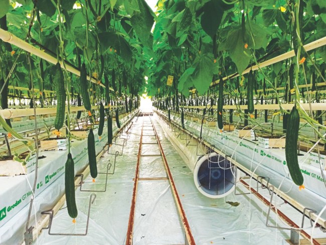 COOL CCB - Adaptation de la conduite climatique en culture de concombre chauffée