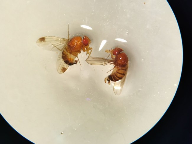 Lutte alternative contre Drosophila suzukii sur cerise