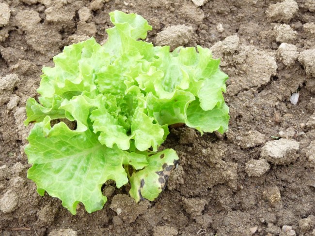 La phagothérapie comme nouvelle solution de biocontrôle