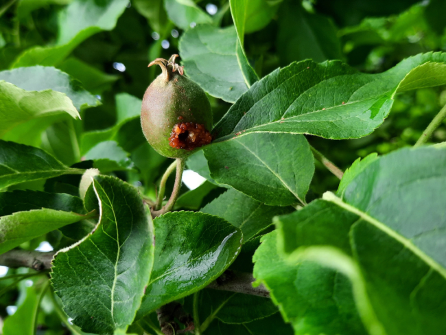 Solutions alternatives contre les ravageurs en recrudescence des fruits à pépins