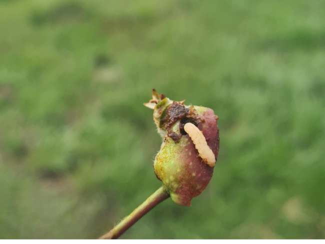 Solutions alternatives contre les ravageurs en recrudescence des fruits à pépins