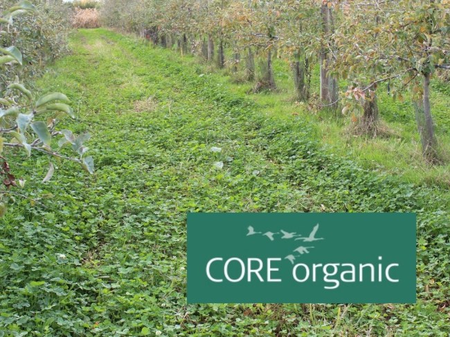 DOMINO - Réduire les intrants externes en verger de pommier bio par l'utilisation de couvre-sols