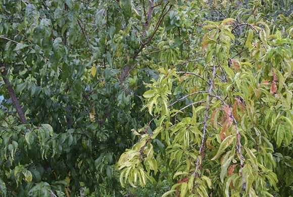 Photo 2 : À droite, symptômes d'enroulement chlorotique de l'abricotier sur prunier américano-japonais. À gauche, arbre sain