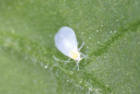 Adulte d'aleurode des serres (Trialeurodes vaporariorum) sur une feuille de tomate