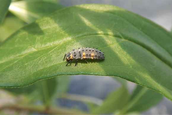 larve de coccinelle sur une feuille d'asclépias