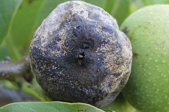 Symptôme de Colletotrichum sur fruit avec présence de sporulation