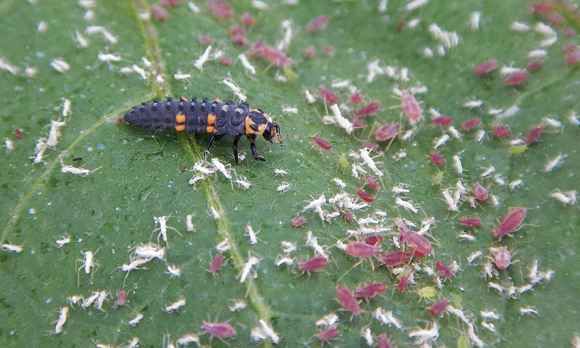 Larve de coccinelle au milieu de pucerons