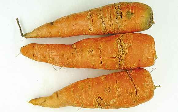 Le seuil de nuisibilité de la mouche de la carotte est très bas : une galerie suffit au déclassement de la carotte