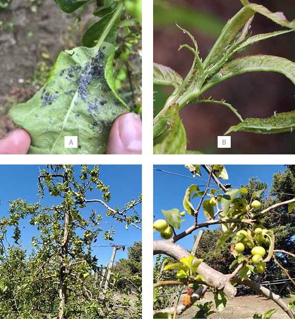 Photos 1 : Foyer de pucerons cendrés sur pousse de pommier (A) et de puceron vert sur pêcher (B), dégâts sur pommier en fin de saison (C) et fruits pygmées (D)