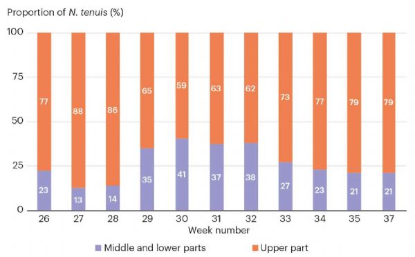 Figure 1: Within-crop distribution of Nesidiocoris tenuis on a tomato crop between the top (orange) and the middle of the plant (purple) in 2018