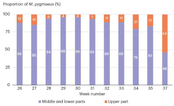 Figure 2: Within-plant distribution of Macrolophus pygmaeus on a tomato crop between the top (orange) and the middle of the plant (purple) in 2018