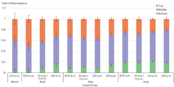 Figure 3: Average rate of Macrolophus per plant according to the position on the plant (top, middle, bottom) the month and count time (morning, early and late afternoon)