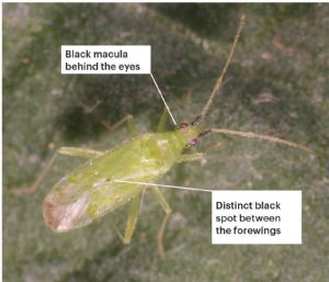 Macrolophus pygmaeus: bright green, few spots