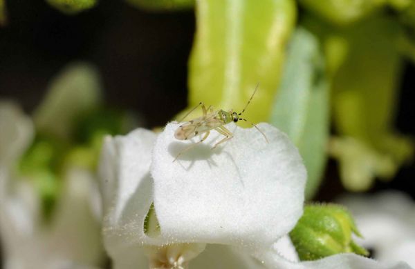 Nesidiocoris tenuis: adult