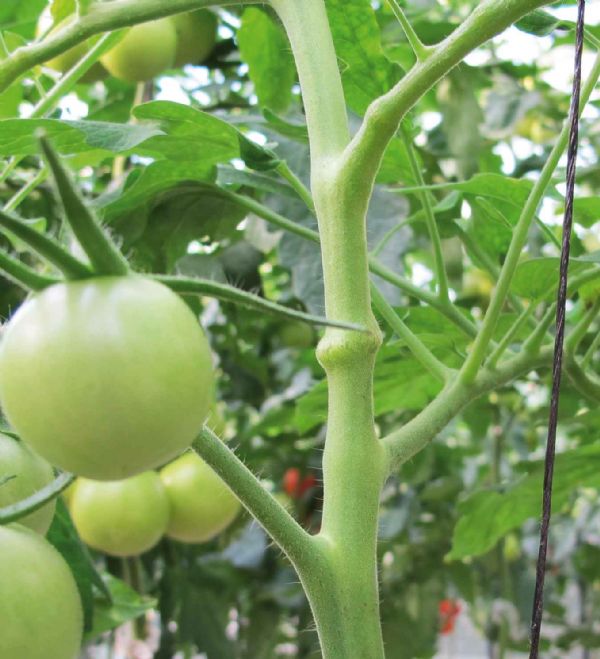 Nesidiocoris tenuis damage on a tomato stem: necrotic ring